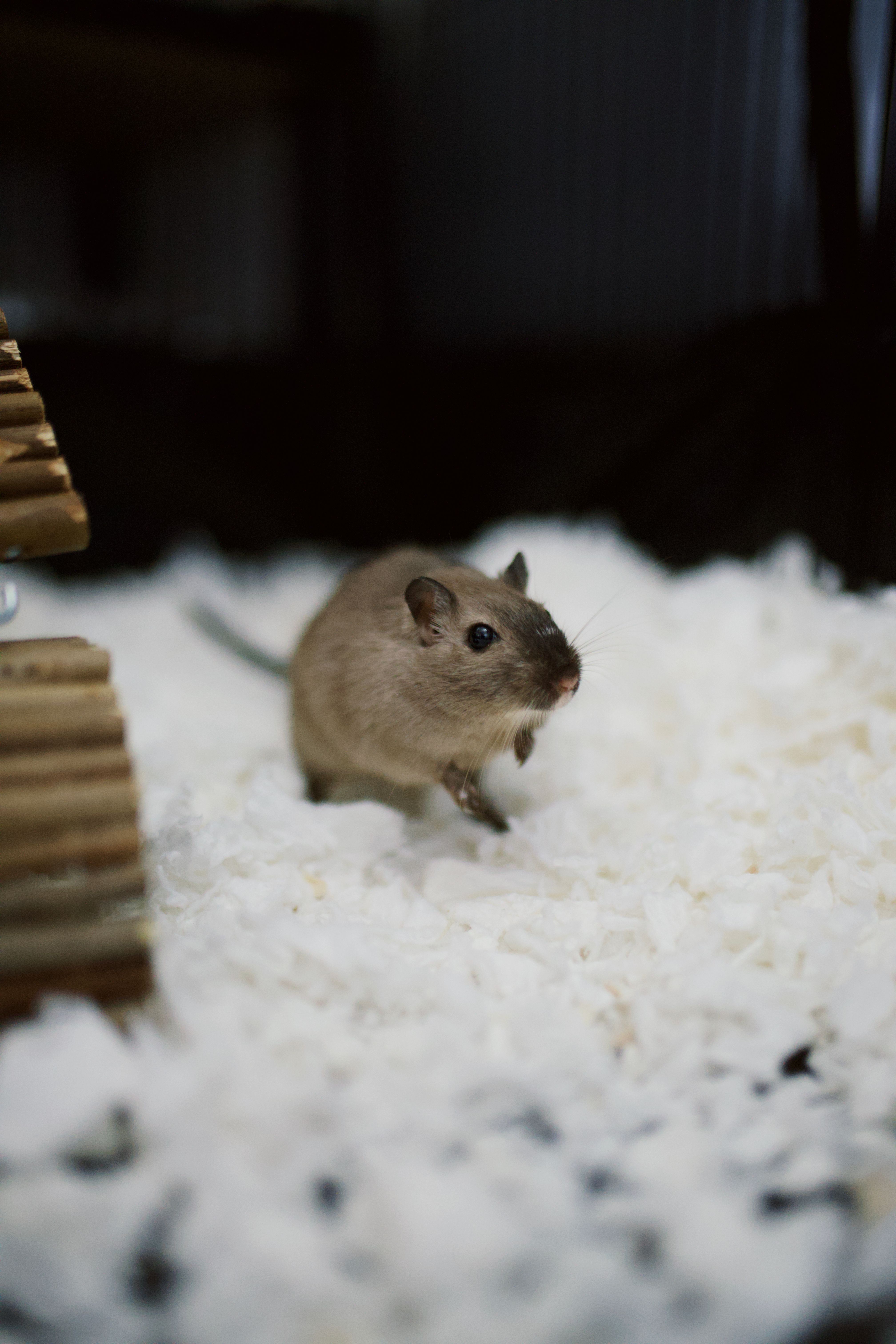 Close-up of a gerbil exploring its indoor habitat with soft bedding. Perfect for pet and wildlife themes.