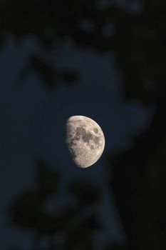 晴朗的夜空中，一轮半月清晰可见，树影婆娑。 - 相关推荐