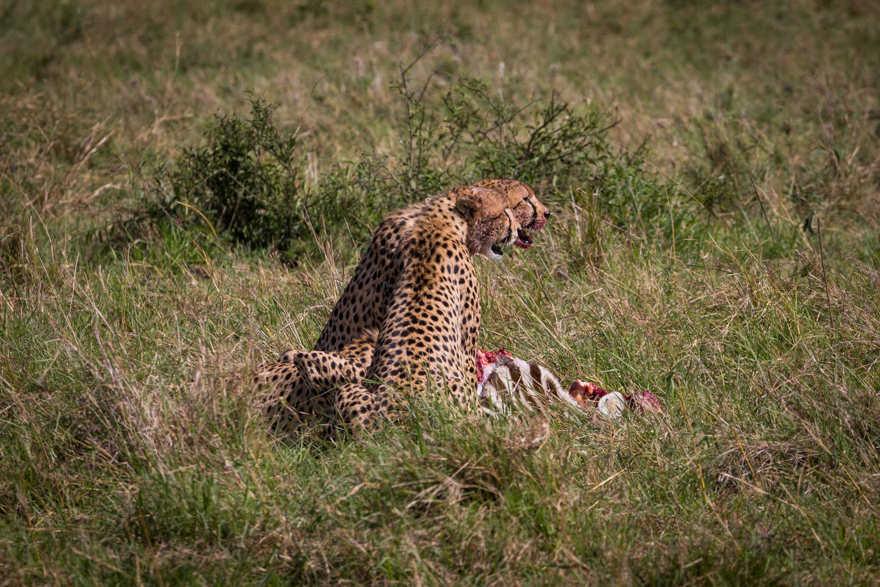 Cheetah engages in feeding in the grasslands of Africa, showcasing wildlife behavior.