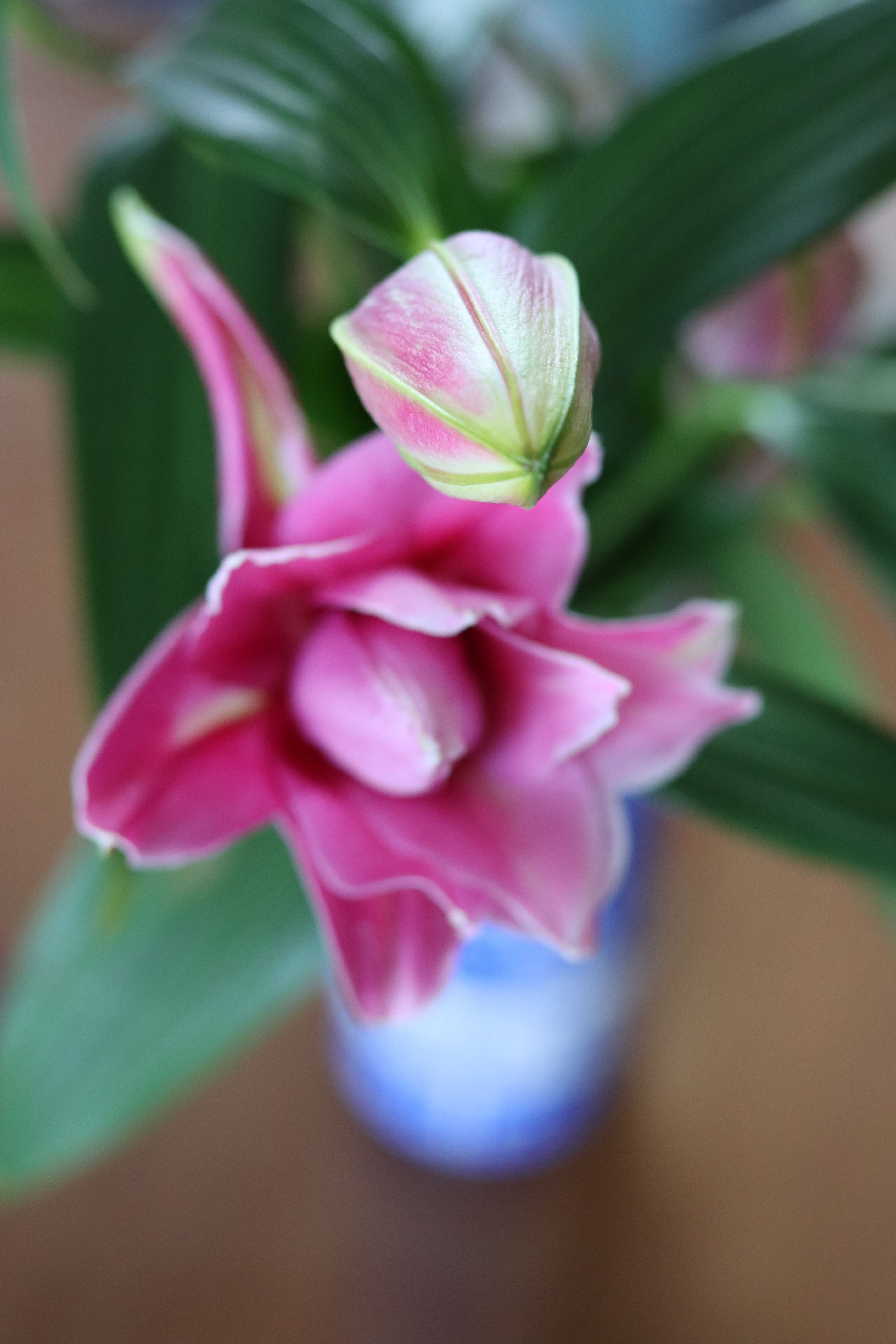 Vibrant close-up of a pink lily flower with a bud, showcasing fresh blooms and green leaves.