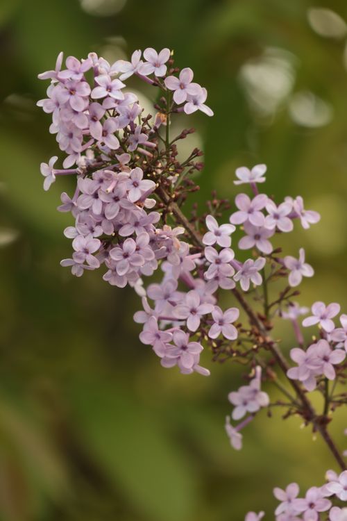 Free Delicate pink lilac flowers in full bloom against a soft green background, capturing the essence of spring. Stock Photo
