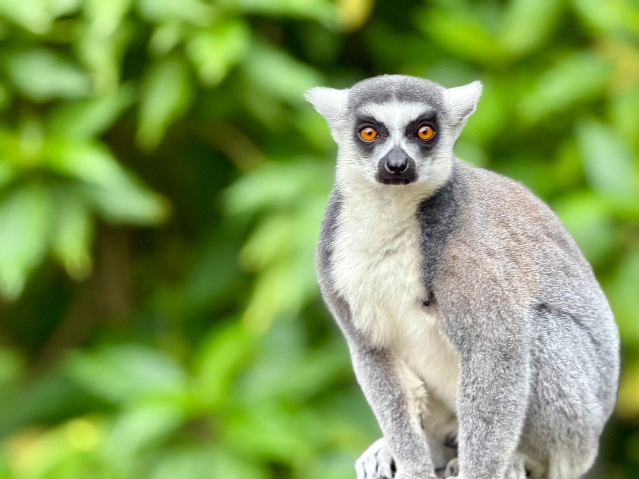 a close up shot of a ring tailed lemur with vivid eyes set against lus