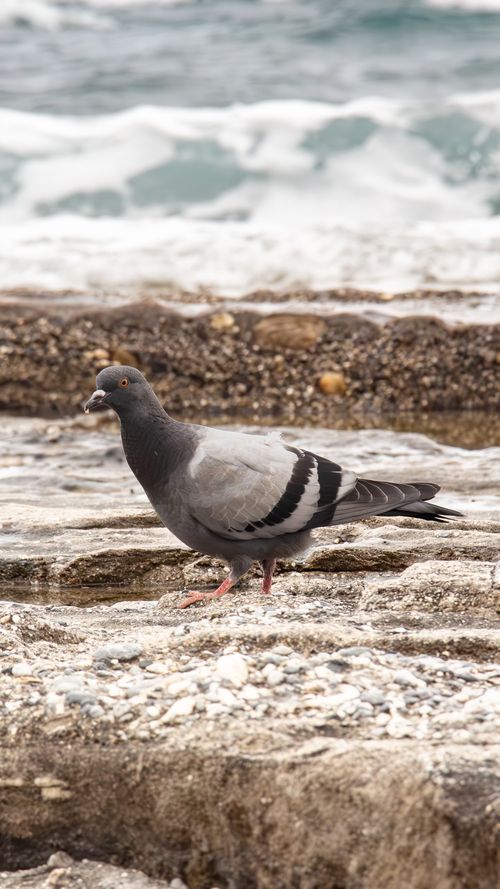 Free A rock pigeon walking along the rocky coast in Alanya, Türkiye with ocean waves in the background. Stock Photo