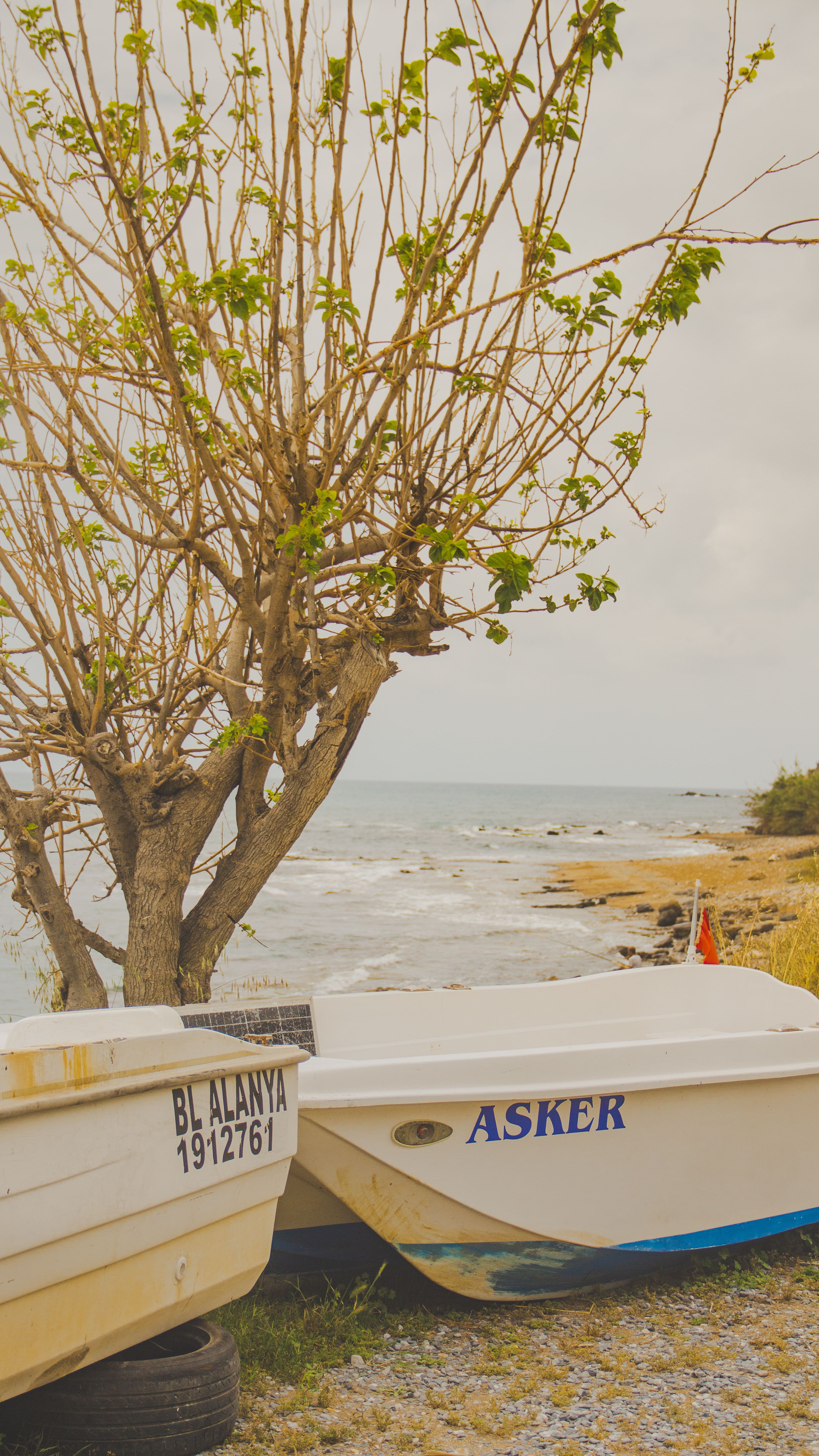 Small boats by a leafless tree on a rocky shore with a view of the sea.