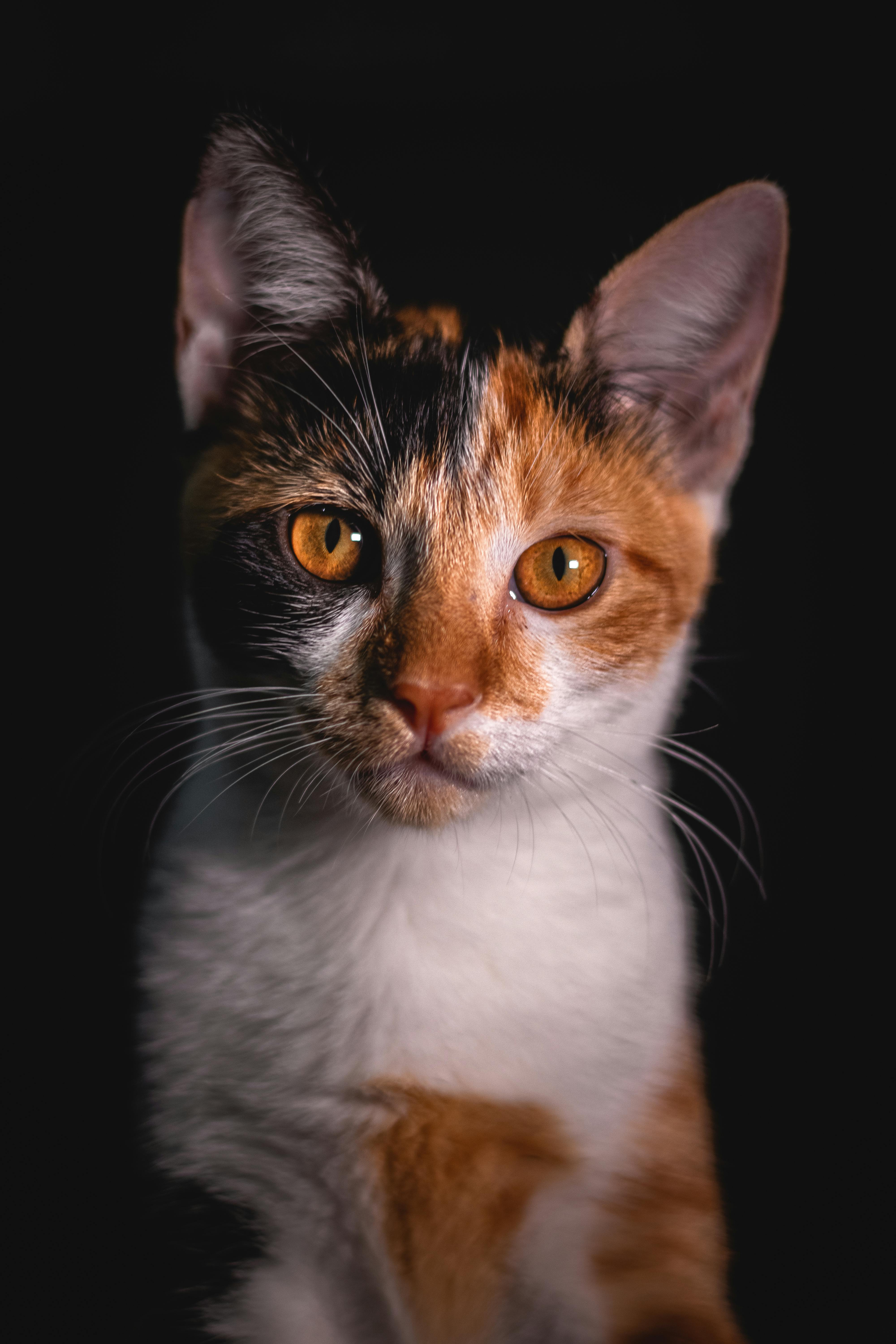 orange tabby kitten with white tail