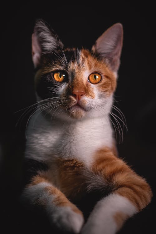 無料 ぶち猫の写真 写真素材