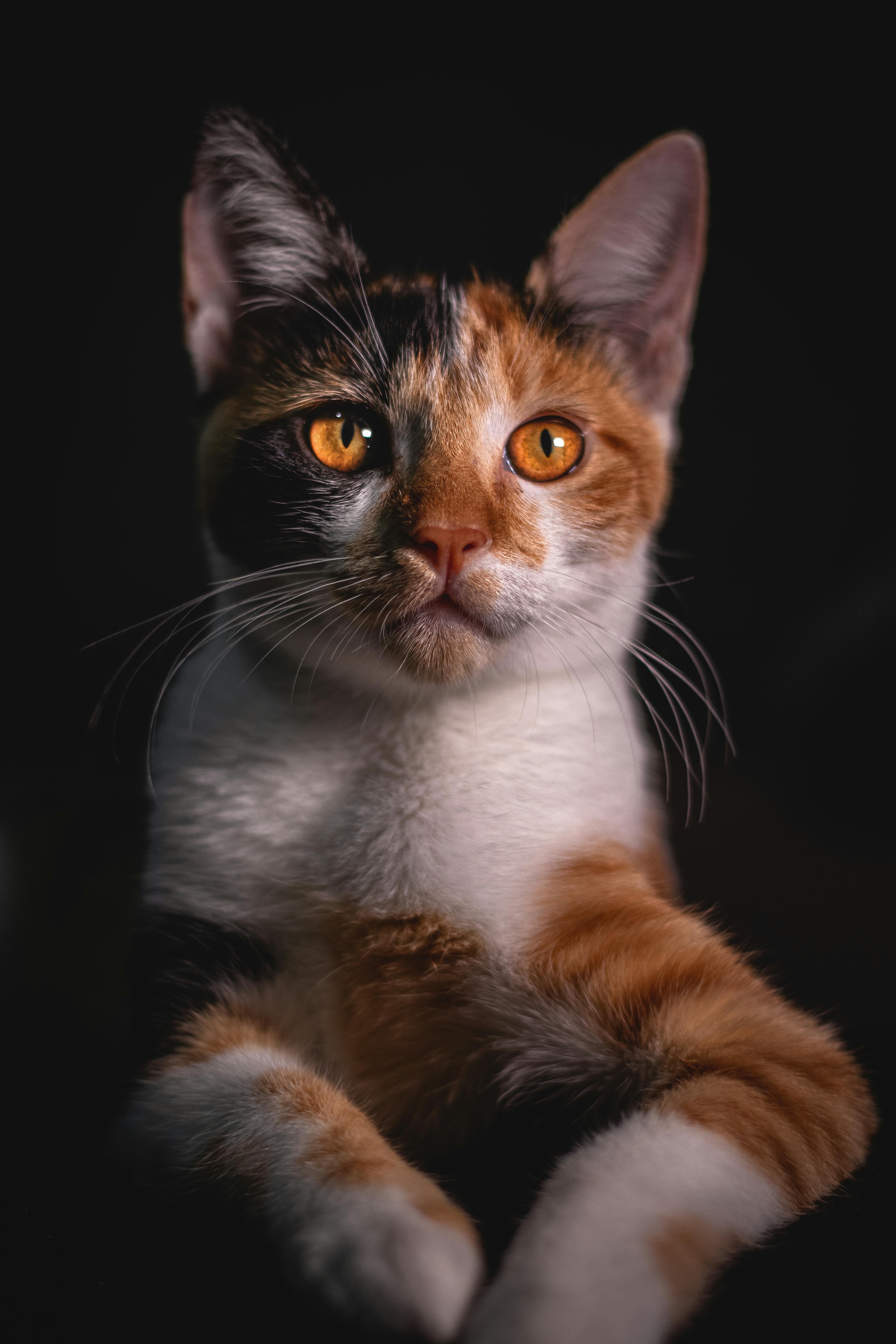 20,000+ Best Cat Photos · 100% Free Download · Pexels Stock Photos