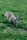 nature animals