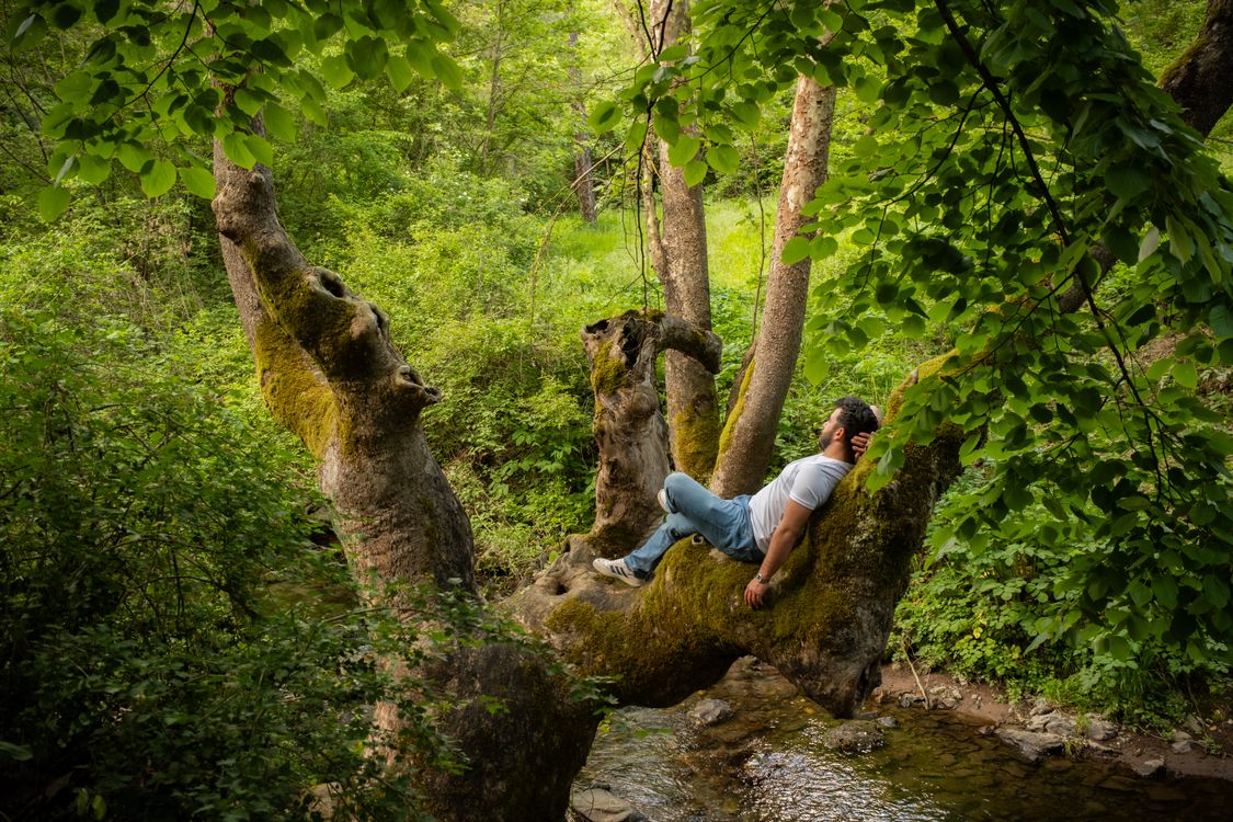 Man Relaxing on Tree in Lush Forest Setting · Free Stock Photo