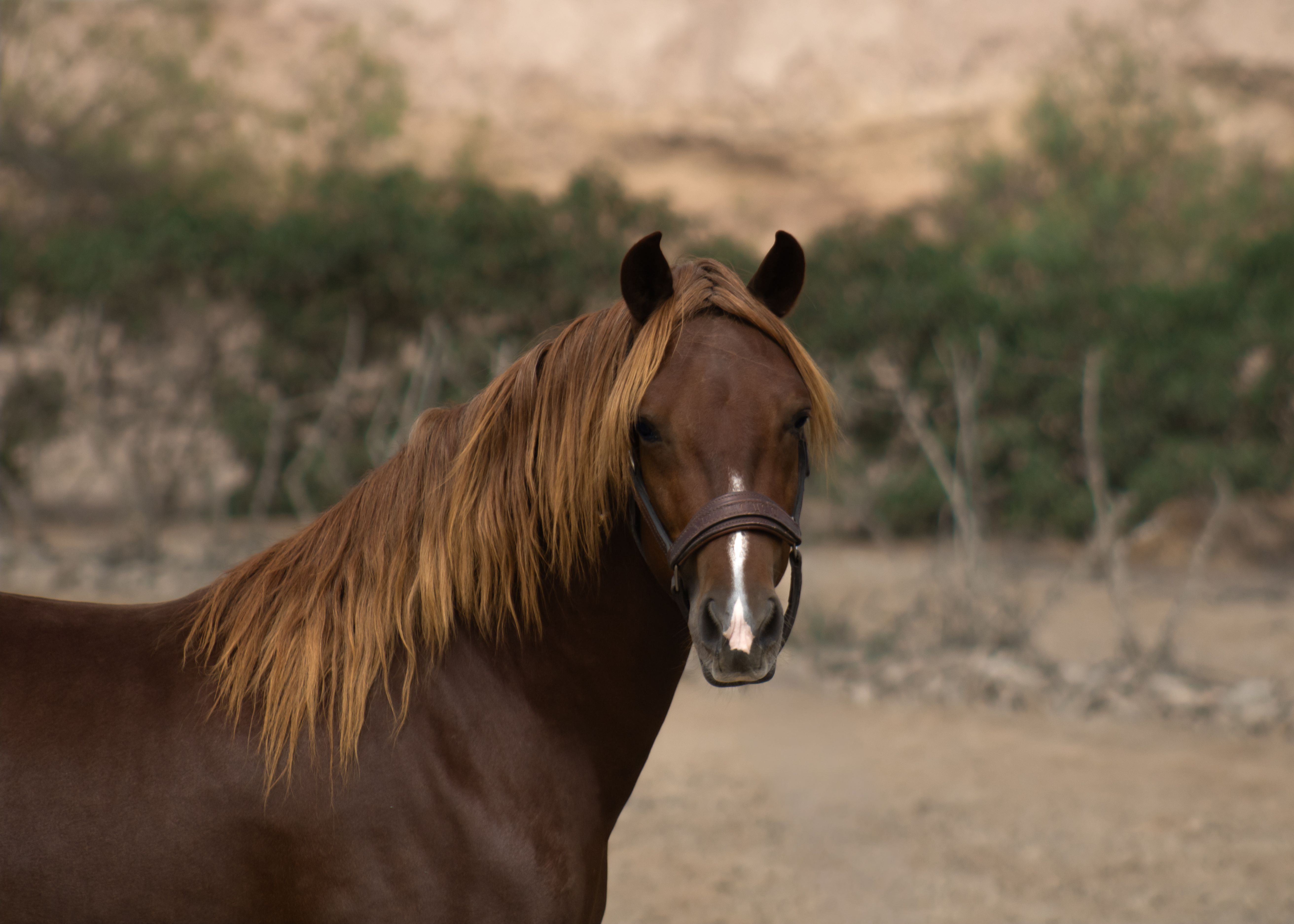 Captivating portrait of a brown horse with long mane, set in a natural outdoor environment.