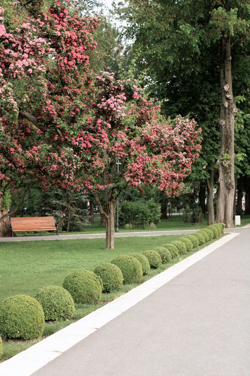 Free A tranquil park scene with blooming cherry blossoms and manicured hedges lining a walkway. Stock Photo
