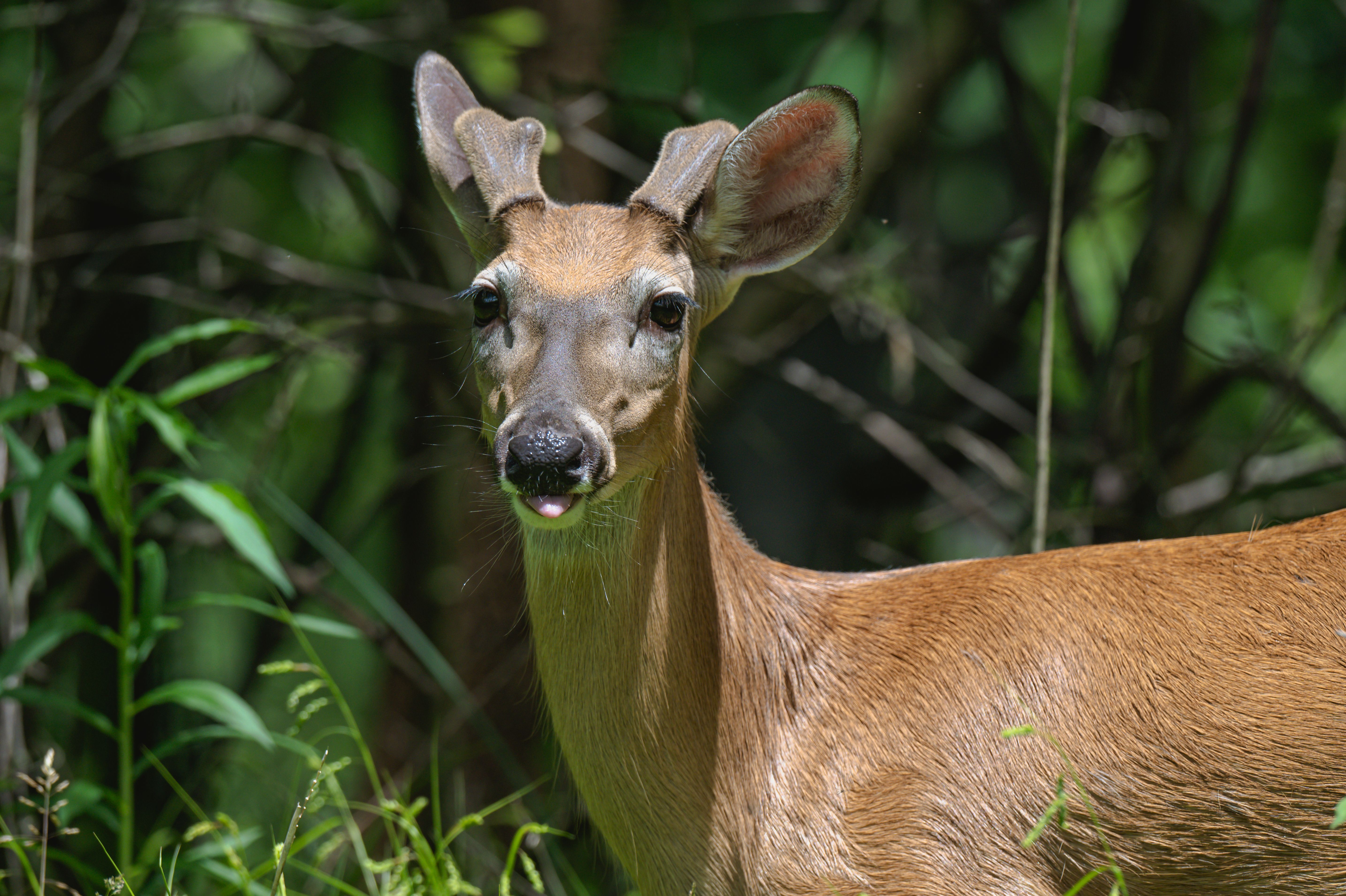 A young deer standing in a lush forest setting during the day, showcasing natural wildlife and greenery.