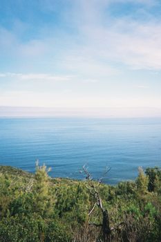Tranquil ocean view from Cape Town hillside showcasing vibrant greenery and expansive sky.