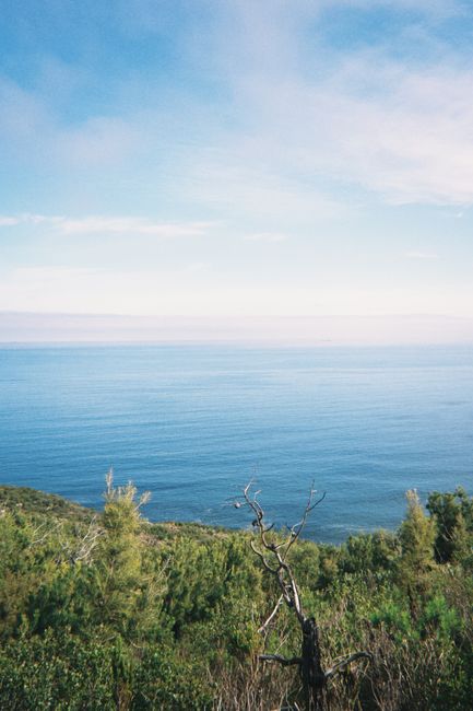 Tranquil ocean view from Cape Town hillside showcasing vibrant greenery and expansive sky.