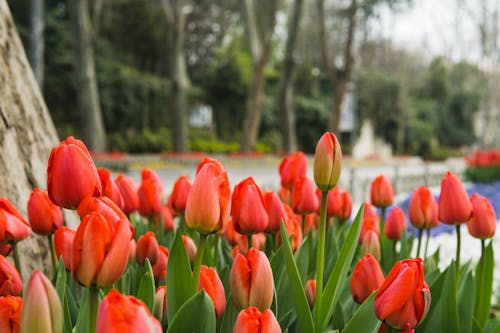 무료 꽃에 빨간 튤립 스톡 사진