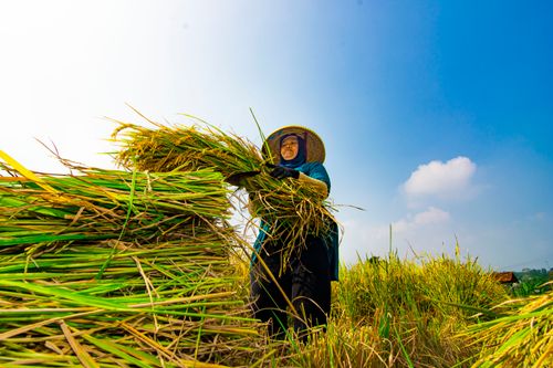 Free A farmer in traditional hat harvesting rice in a vibrant field under a clear sky. Stock Photo