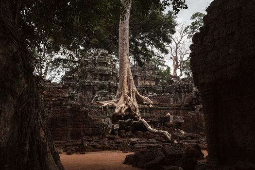 Explore the mysterious beauty of Ta Prohm Temple with its iconic tree roots embracing ancient stone structures.