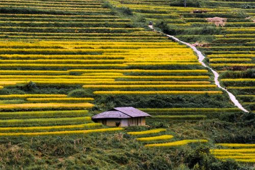 Free Golden rice terraces and a small hut nestled in a vibrant green hillside, showcasing natural beauty. Stock Photo