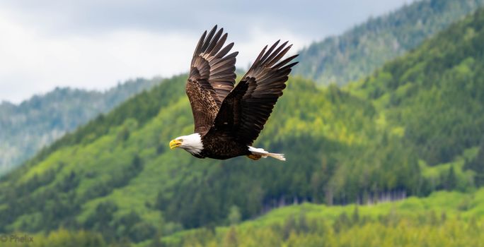 eagle photo