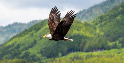 Free Majestic bald eagle flying over lush green mountainous landscape on a clear day. Stock Photo