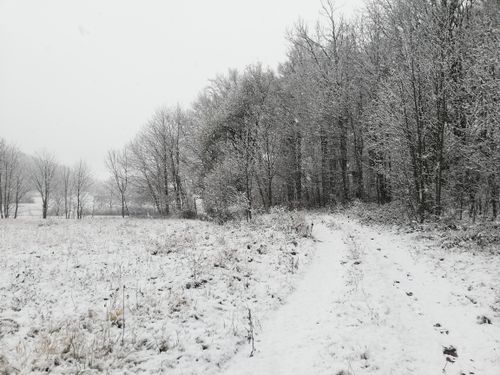 Free A tranquil forest path covered in fresh snow, capturing the peaceful beauty of a winter landscape. Stock Photo