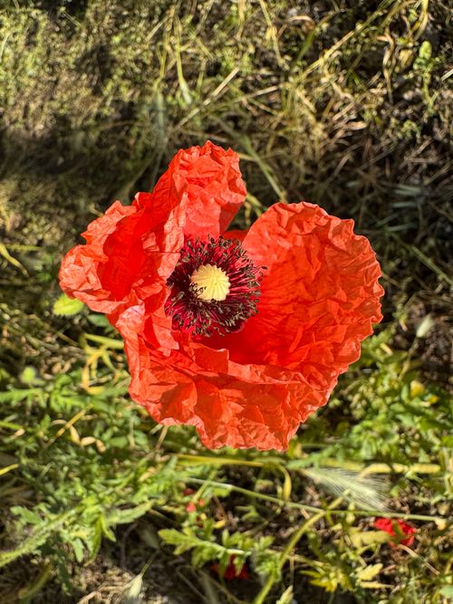 Free Close-up of a vibrant red poppy flower illuminated by sunlight, showcasing delicate petals. Stock Photo