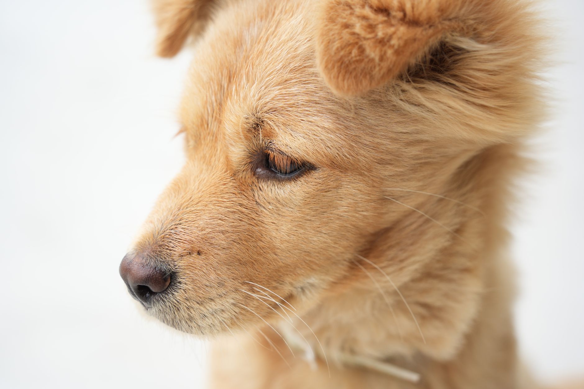 Best Eco-Friendly Dog Grooming Wipes (2026) – Gentle, Sustainable Cleaning That Works