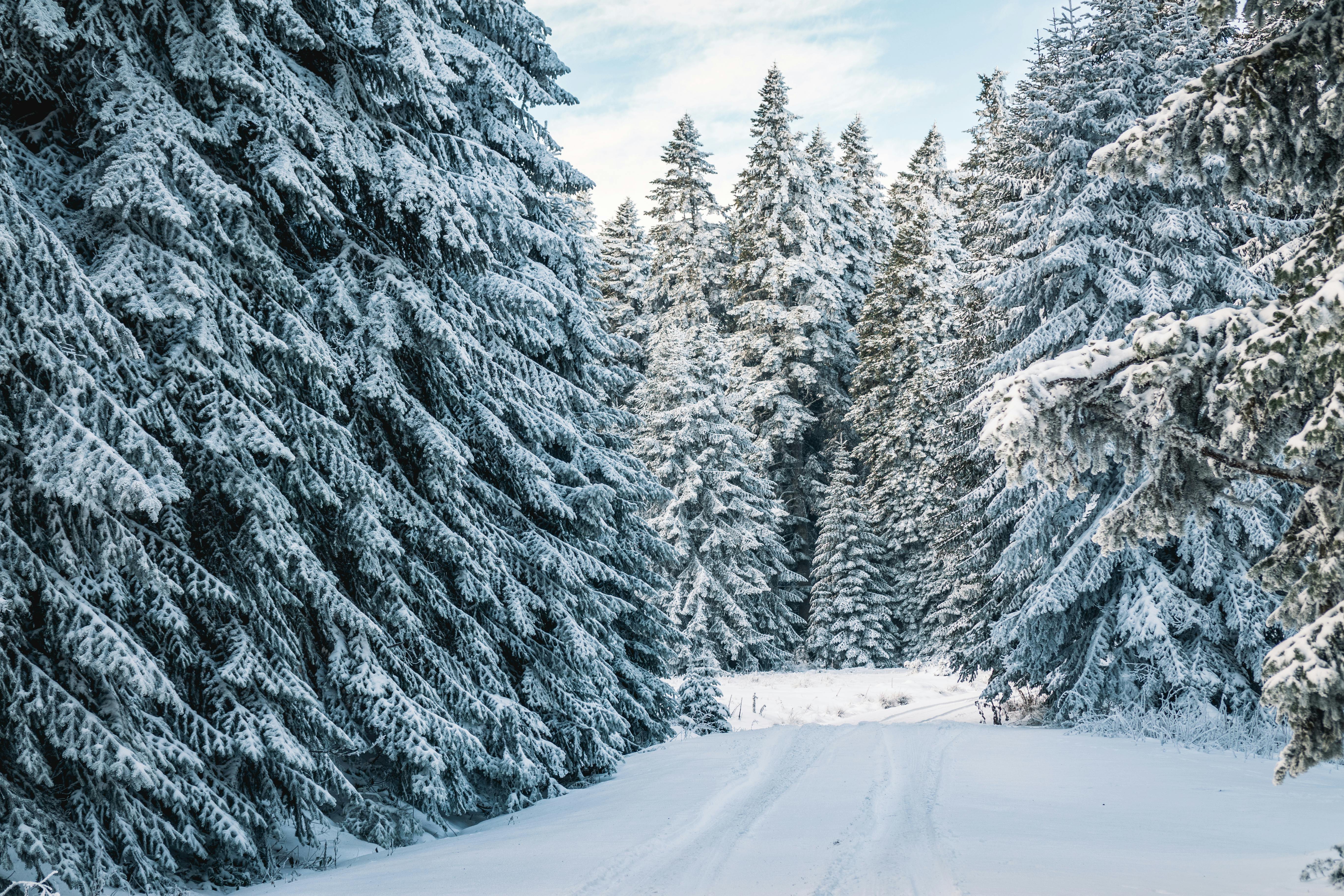 Wallpaper ID 13240  snow winter trees winter landscape snowy 4k free  download