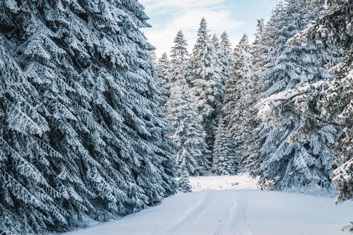 Snow Covered Pine Trees · Free Stock Photo