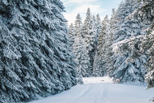 大雪覆盖的松树