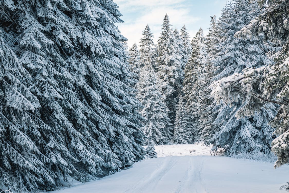 Snow Covered Pine Trees