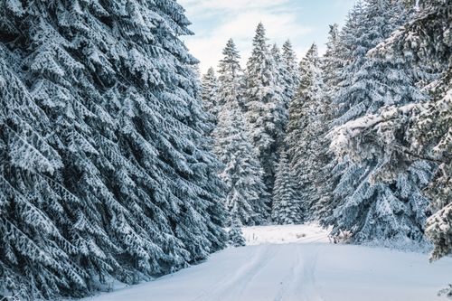 Free Serene winter landscape with a snow-covered forest path, lined by frosty evergreen trees. Stock Photo