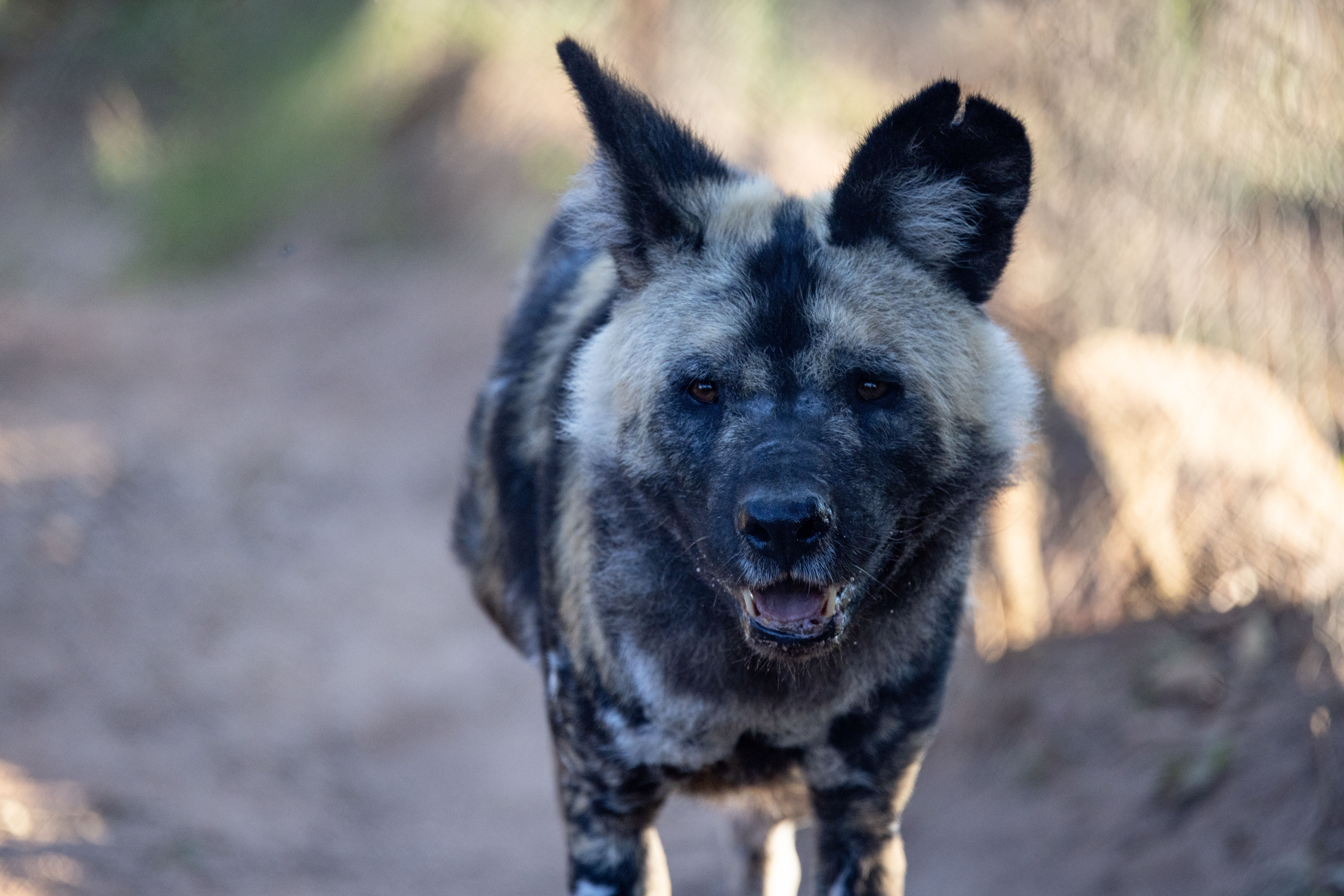 Portrait of a dog at a veterinary clinic