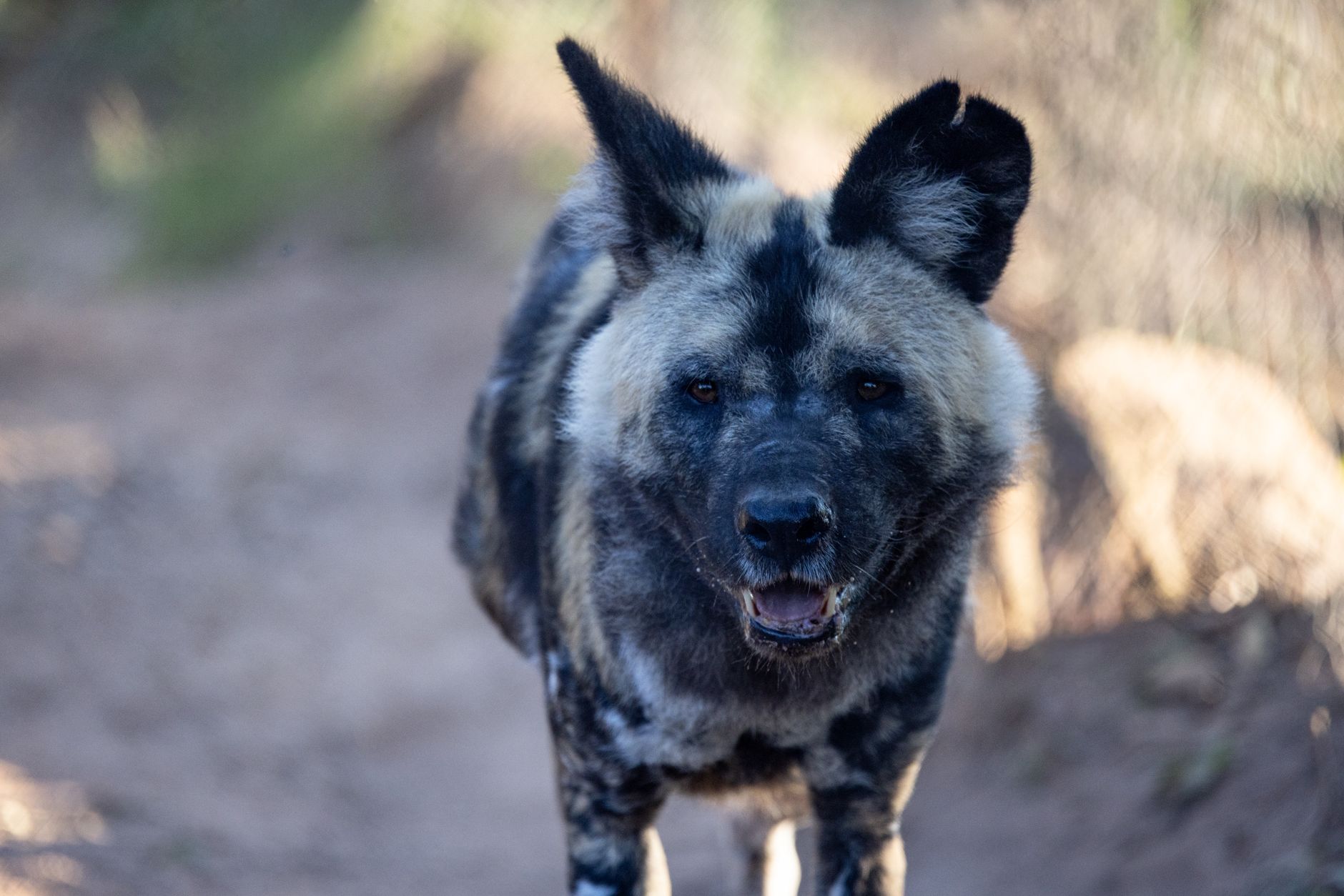 Portrait of a dog at a veterinary clinic