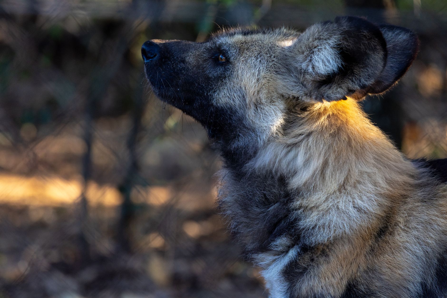 Portrait of a dog at a veterinary clinic