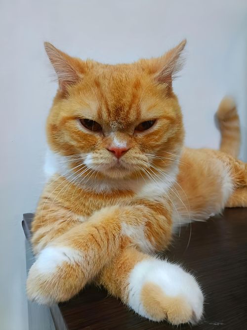 Free Adorable orange British Shorthair cat lying indoors, exuding charm and relaxation. Stock Photo