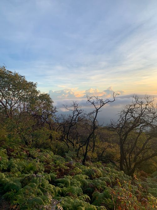 Free Beautiful sunrise over lush green ferns and trees in Jawa Timur, Indonesia. Stock Photo