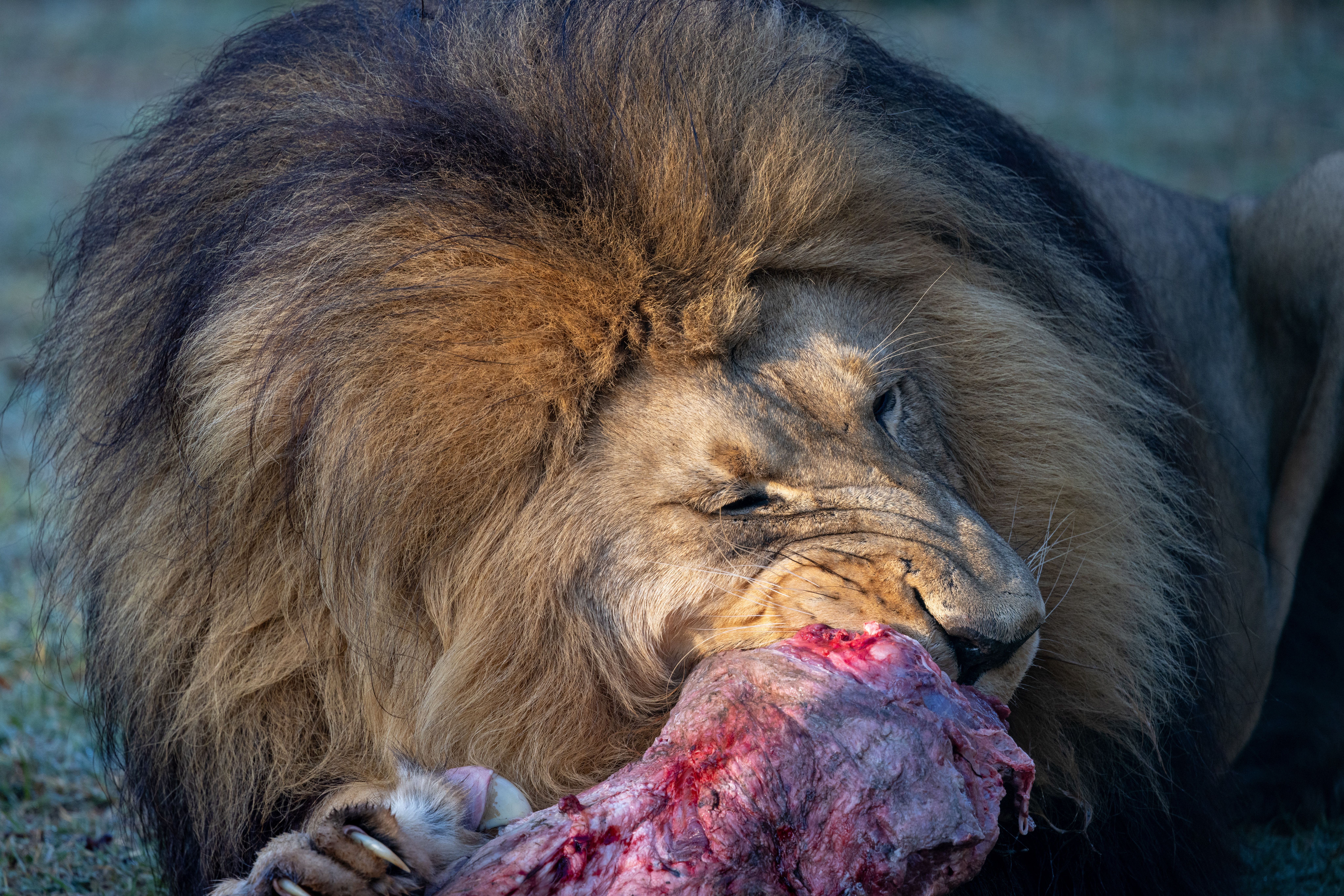lion hunt