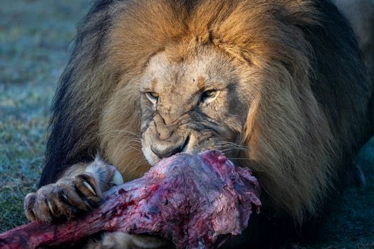 Powerful close-up of a lion devouring its prey, showcasing the raw beauty of nature.