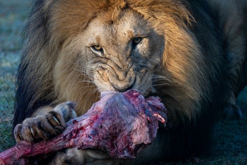 Free A majestic lion intensely eating its prey in the wild, showcasing nature's raw beauty. Stock Photo