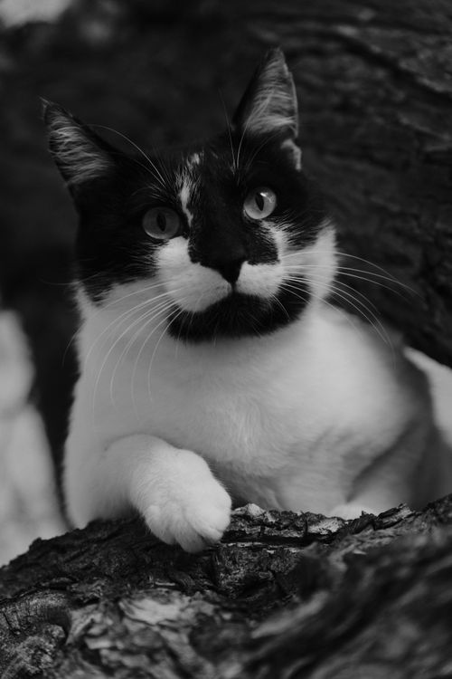 Free A captivating black and white portrait of a cat resting in a tree in Alicante. Stock Photo