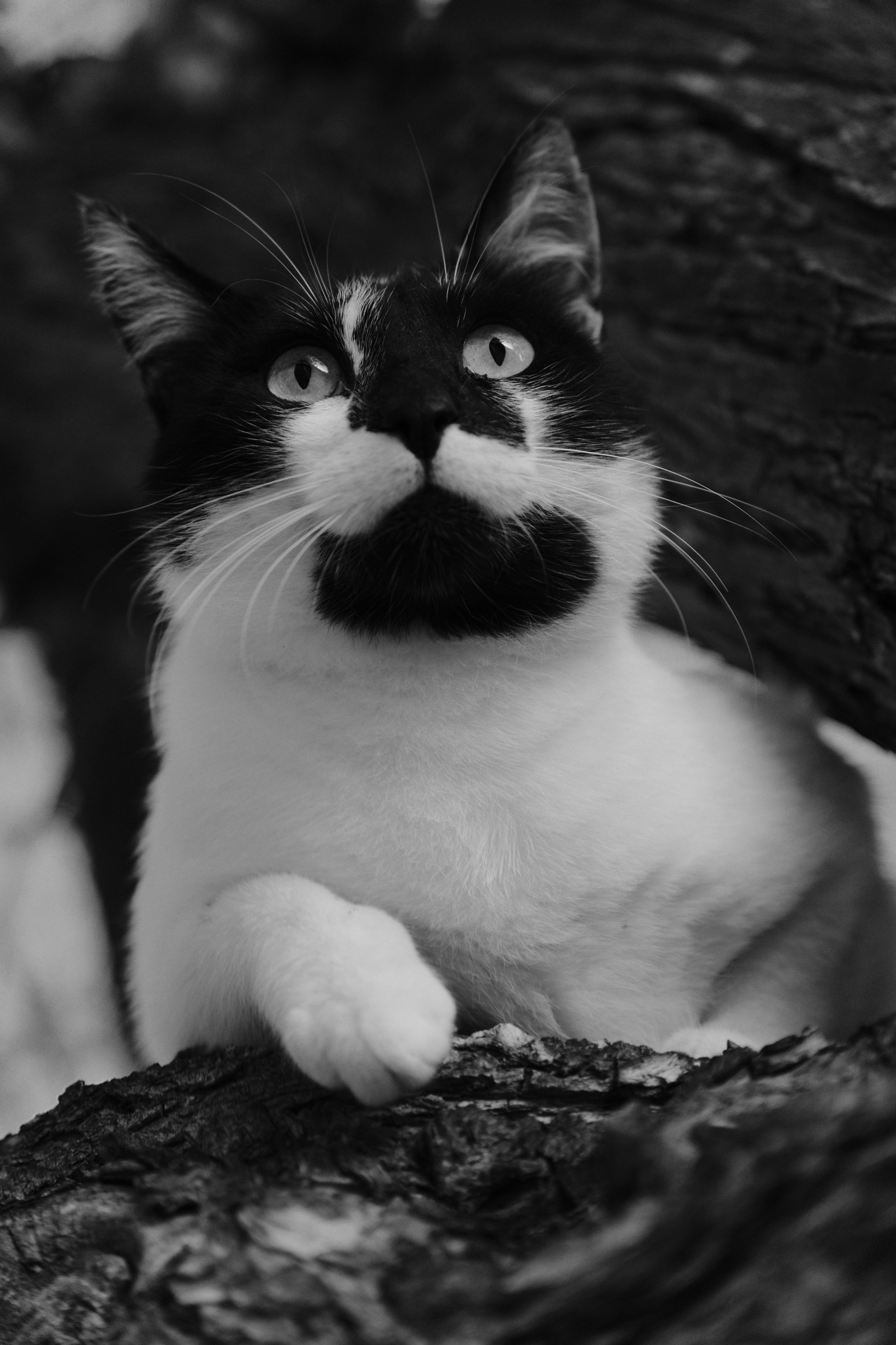 Striking monochrome portrait of a cat perched on a tree branch, highlighting its expressive features.