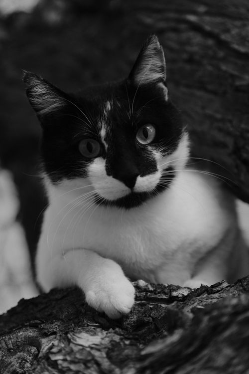 Free Charming black and white cat perched in a tree, displaying curiosity and elegance. Stock Photo