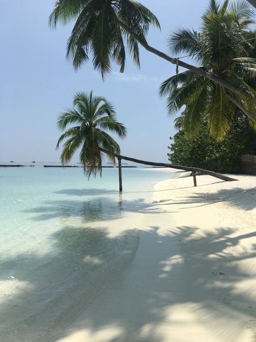 Free Idyllic tropical beach with white sand, palm trees, and clear blue water, perfect for a serene getaway. Stock Photo