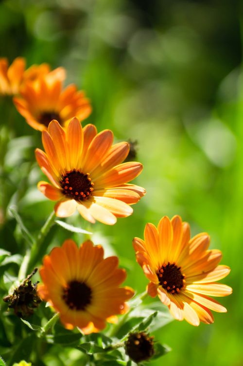 Free Close-up of bright orange daisies with green foliage, basking in sunlight. Ideal for nature themes. Stock Photo
