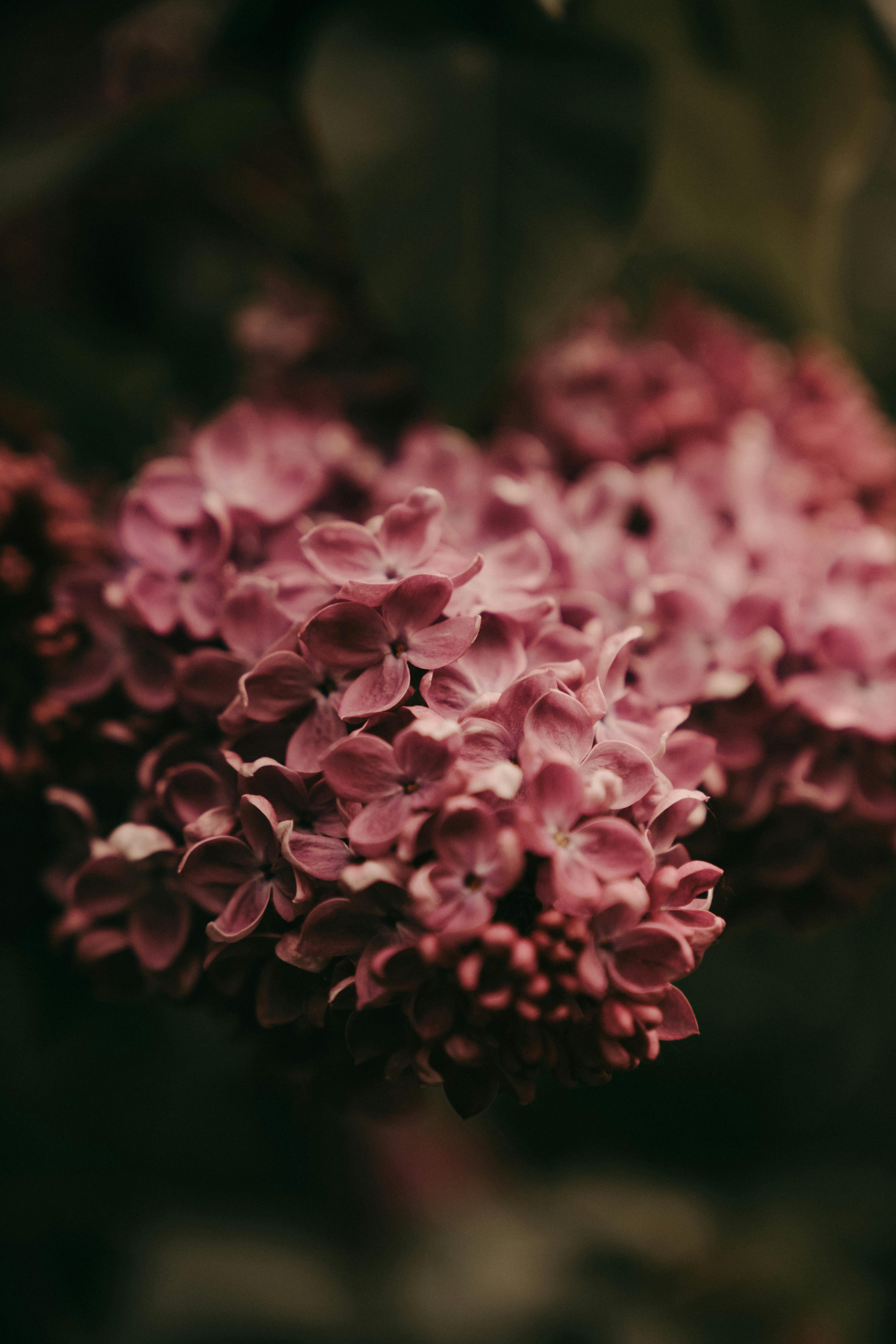 [ColoSach]-detailed-close-up-of-pink-hydrangea-flowers,-showcasing-their-vibrant-color-and-intricate-petals.