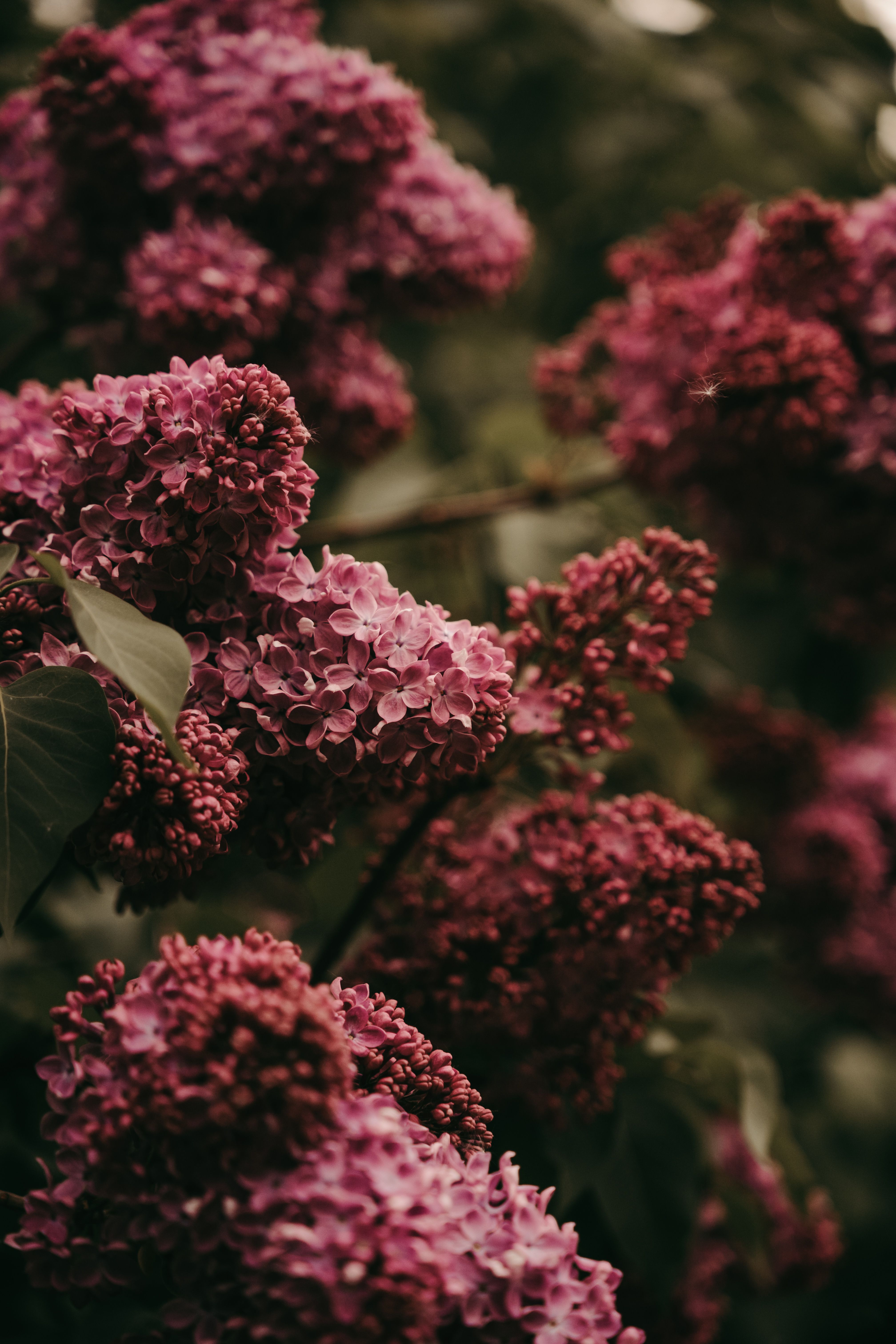 [ColoSach]-close-up-of-vibrant-lilac-flowers-in-full-bloom,-showcasing-nature's-beauty-and-deep-magenta-hues.