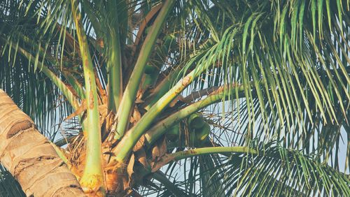 Free Detailed view of a coconut palm tree with green leaves and coconuts, captured outdoors. Stock Photo