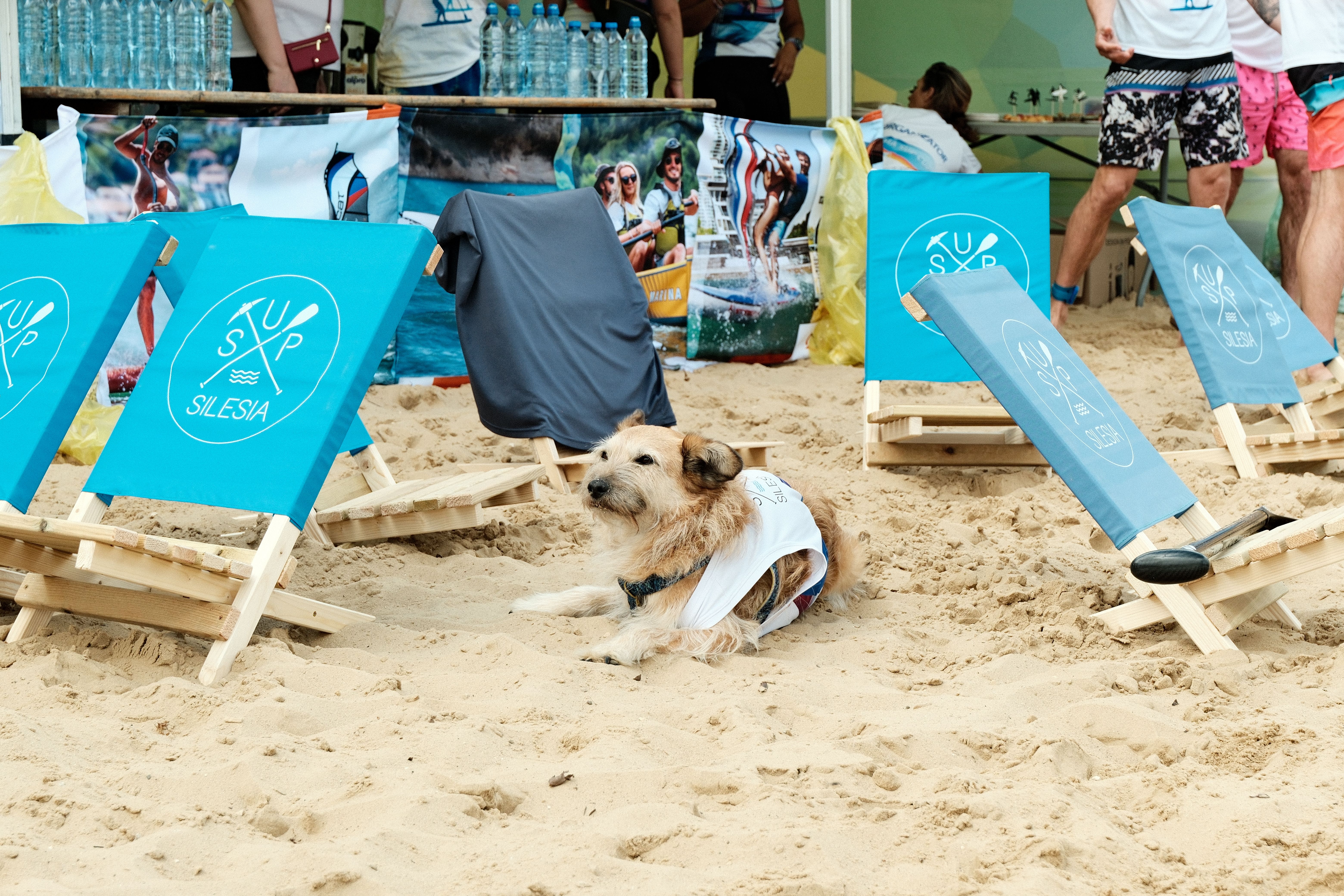A dog resting on sand surrounded by event branding and beach chairs. — Trójmiasto