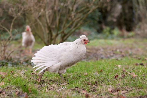 Free A vibrant white crested hen walks in a green garden, showcasing farm life. Stock Photo